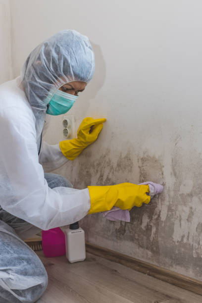 Mold Documentation for Insurance Claims in Thruston, KY